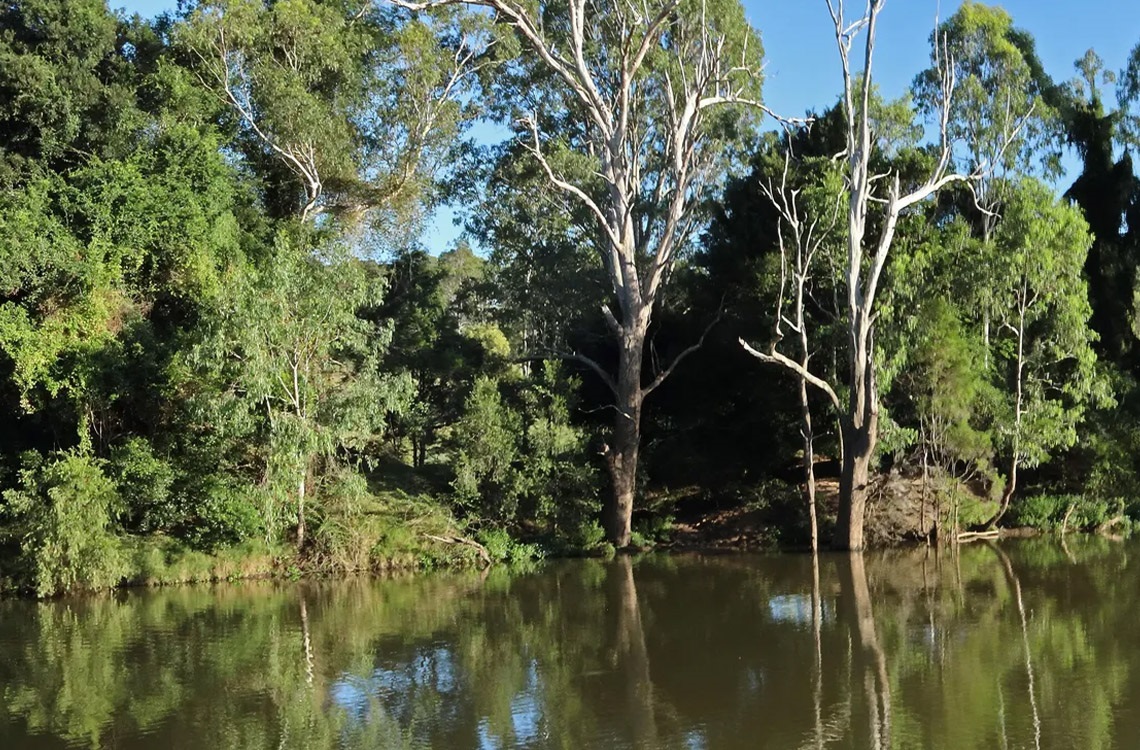 Logan River and trees and on the riverbank