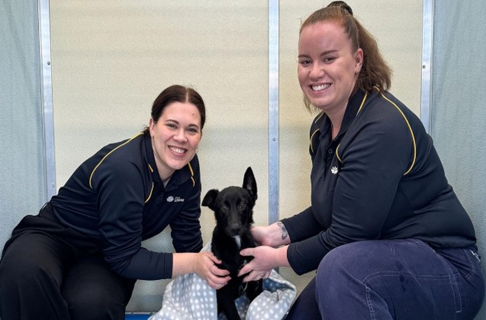 AMC_staff_with_dogs_960x632_exact.jpg