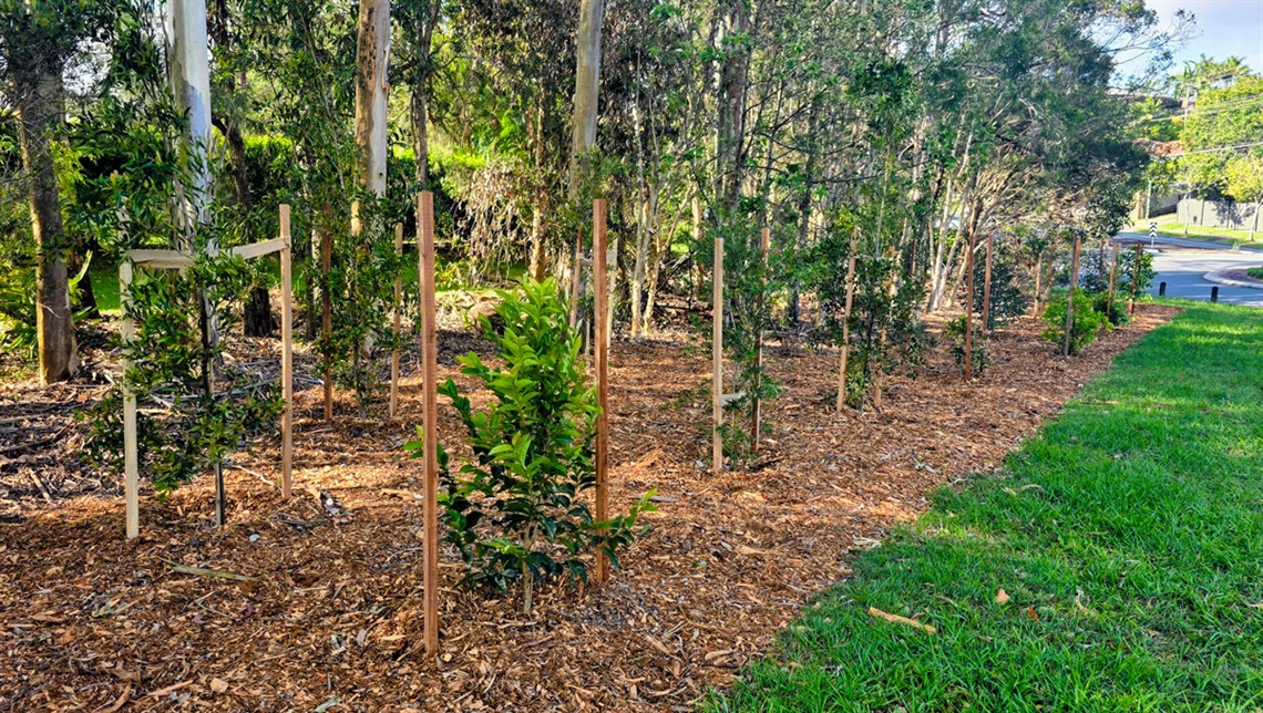 Wildlife will benefit from the trees planted in Lissadell Park at Shailer Park.