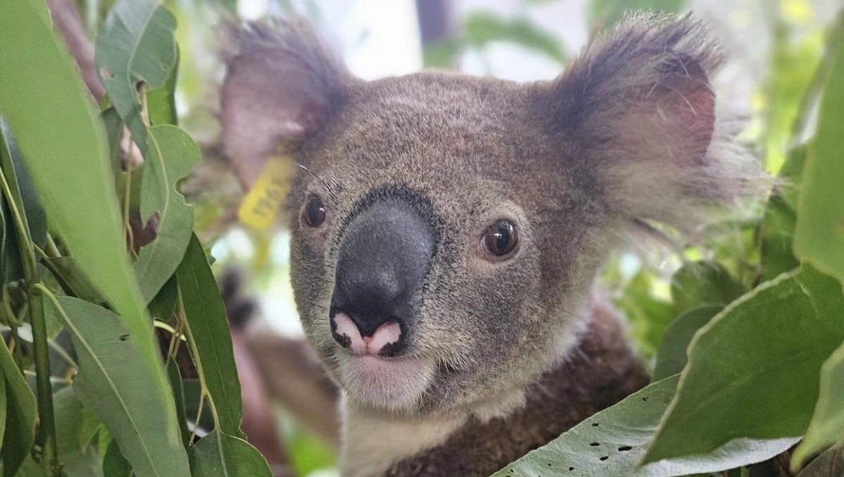 Sparrow the koala is healthy and now back in the forest