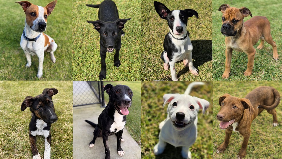 8 cute dogs