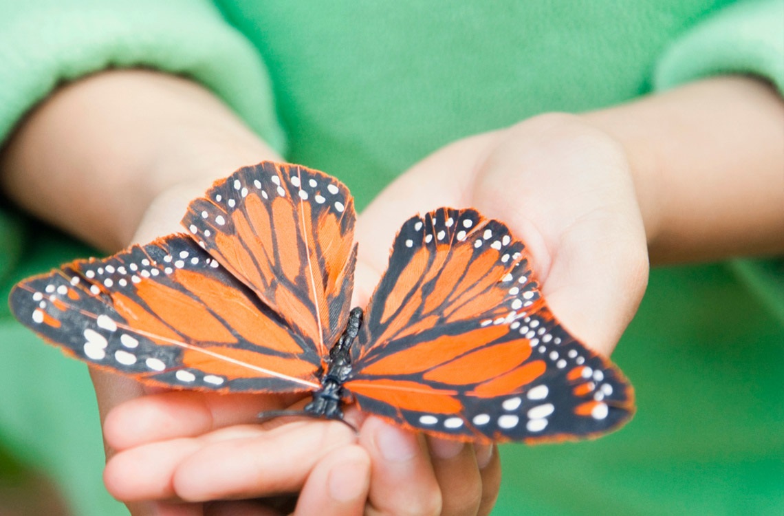 Child's hands holding an orange butterfly