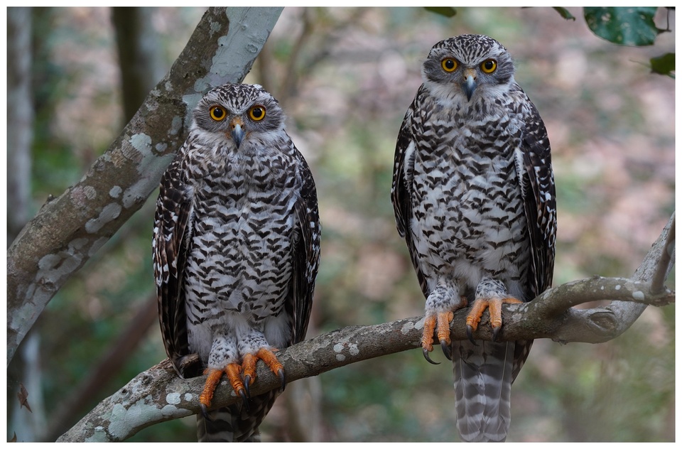 Owls OG resized.jpg