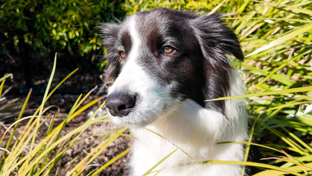 A black and white border collie in amongst some bushes