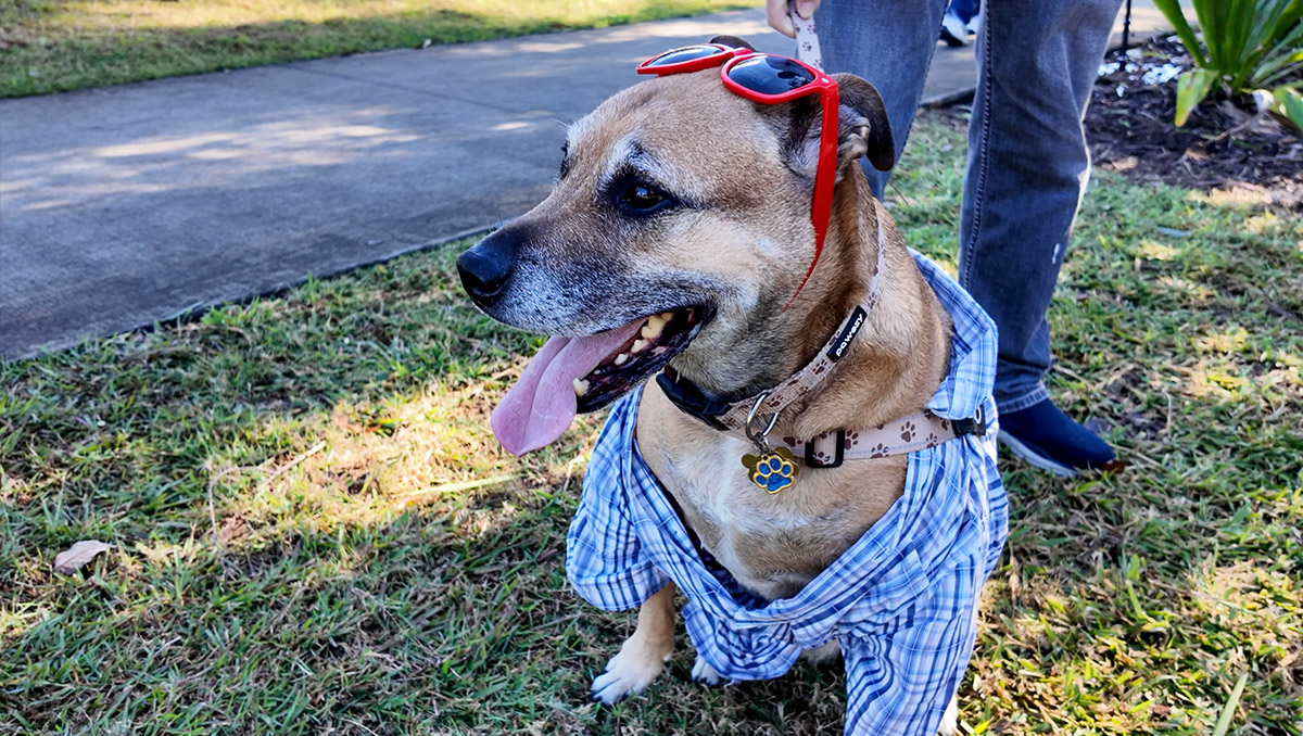 A tan coloured dog wearing a checked dog shirt
