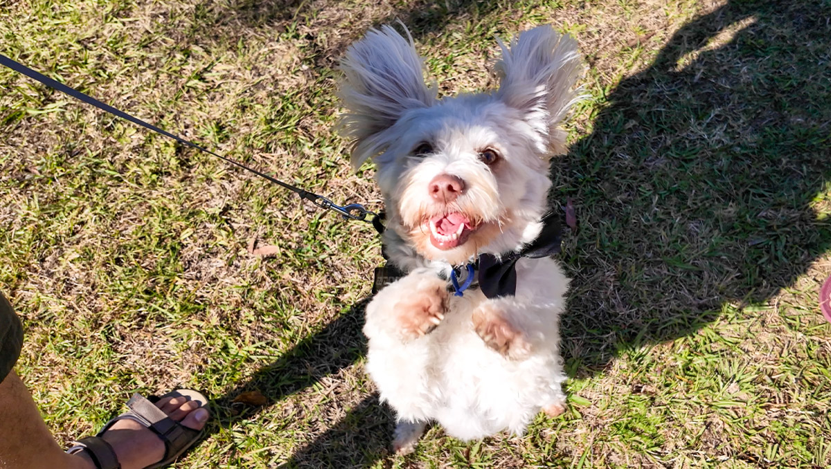 A white fluffy terrier with it's paws in the air begging