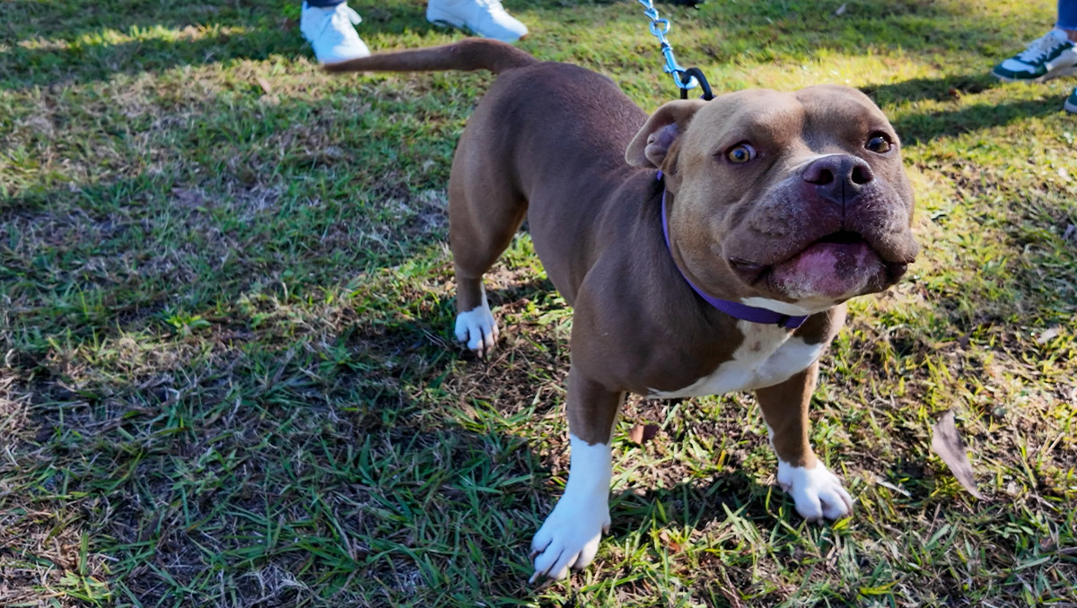 A brown and white staffy standing on the grass