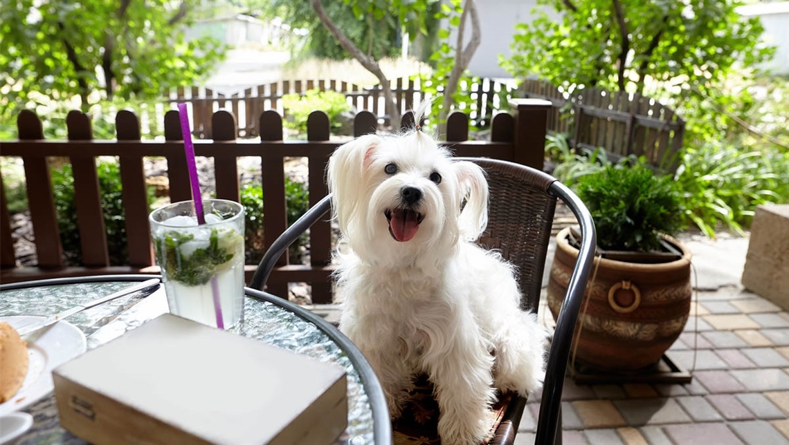 White fluffy dog sitting in a chair at a table