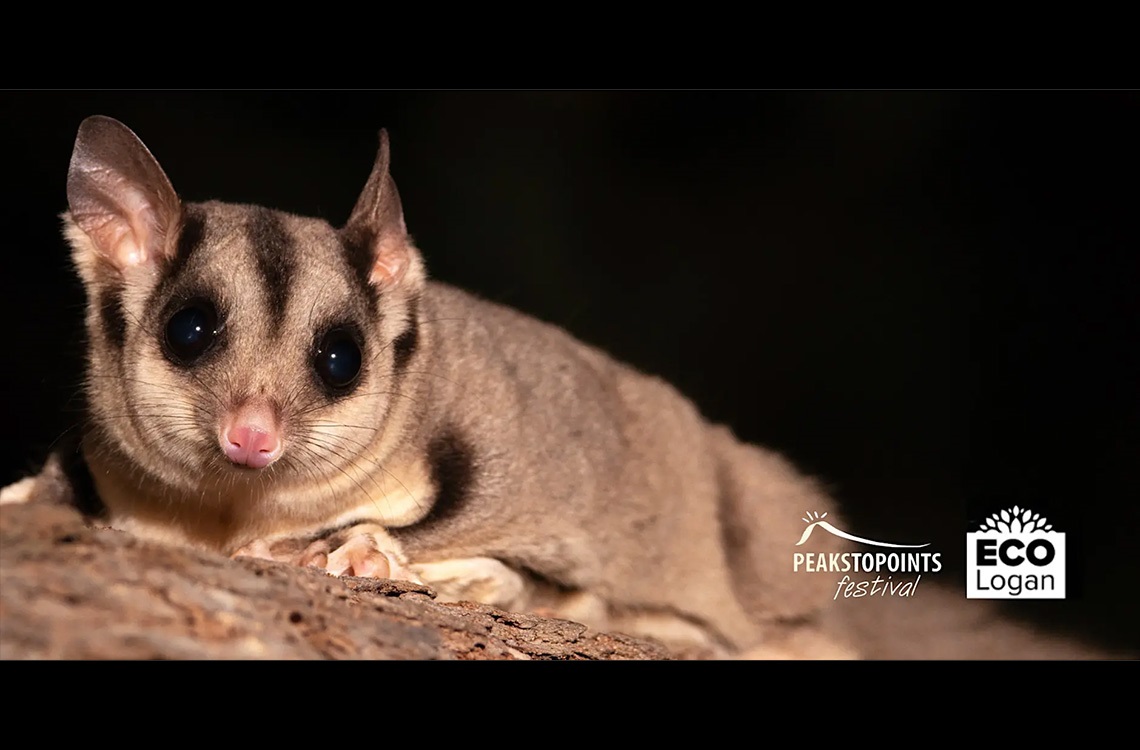 Possum