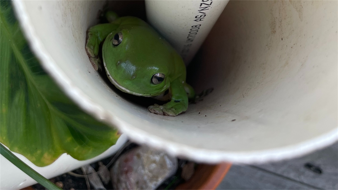 Frog in a pipe