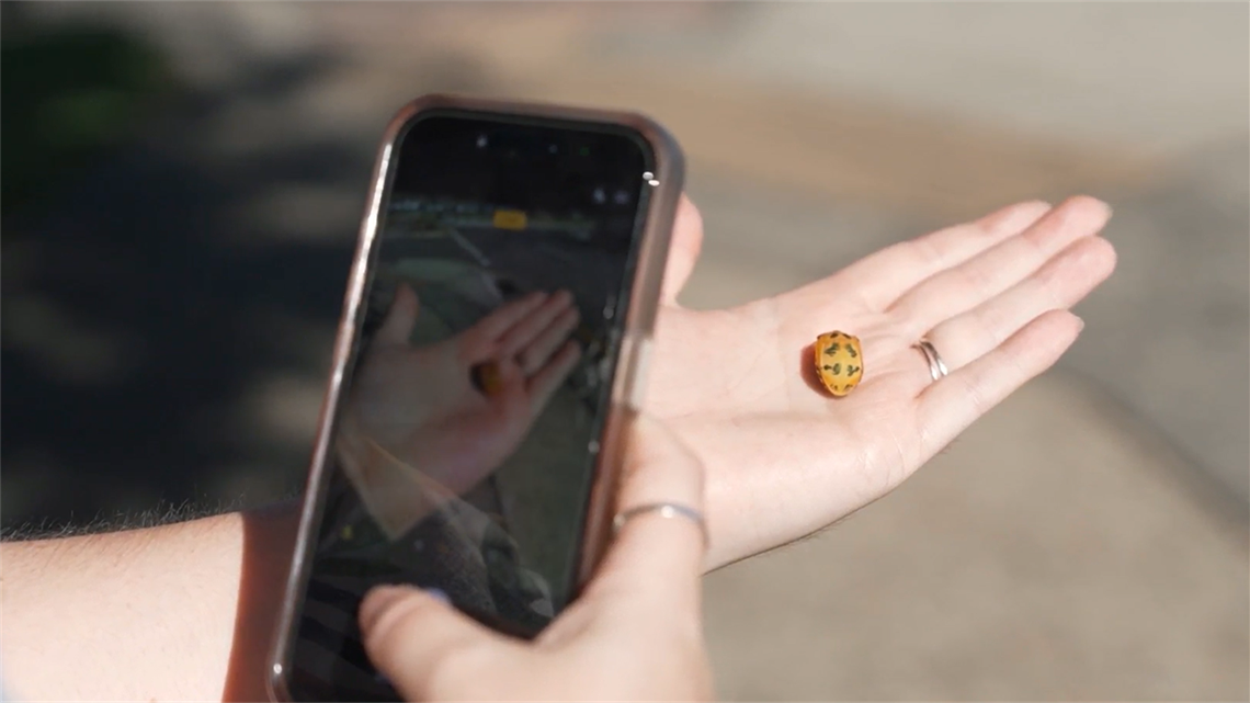 Smartphone photograph of insect on a hand