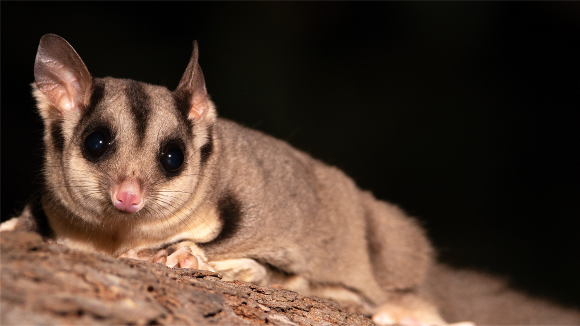 Possum